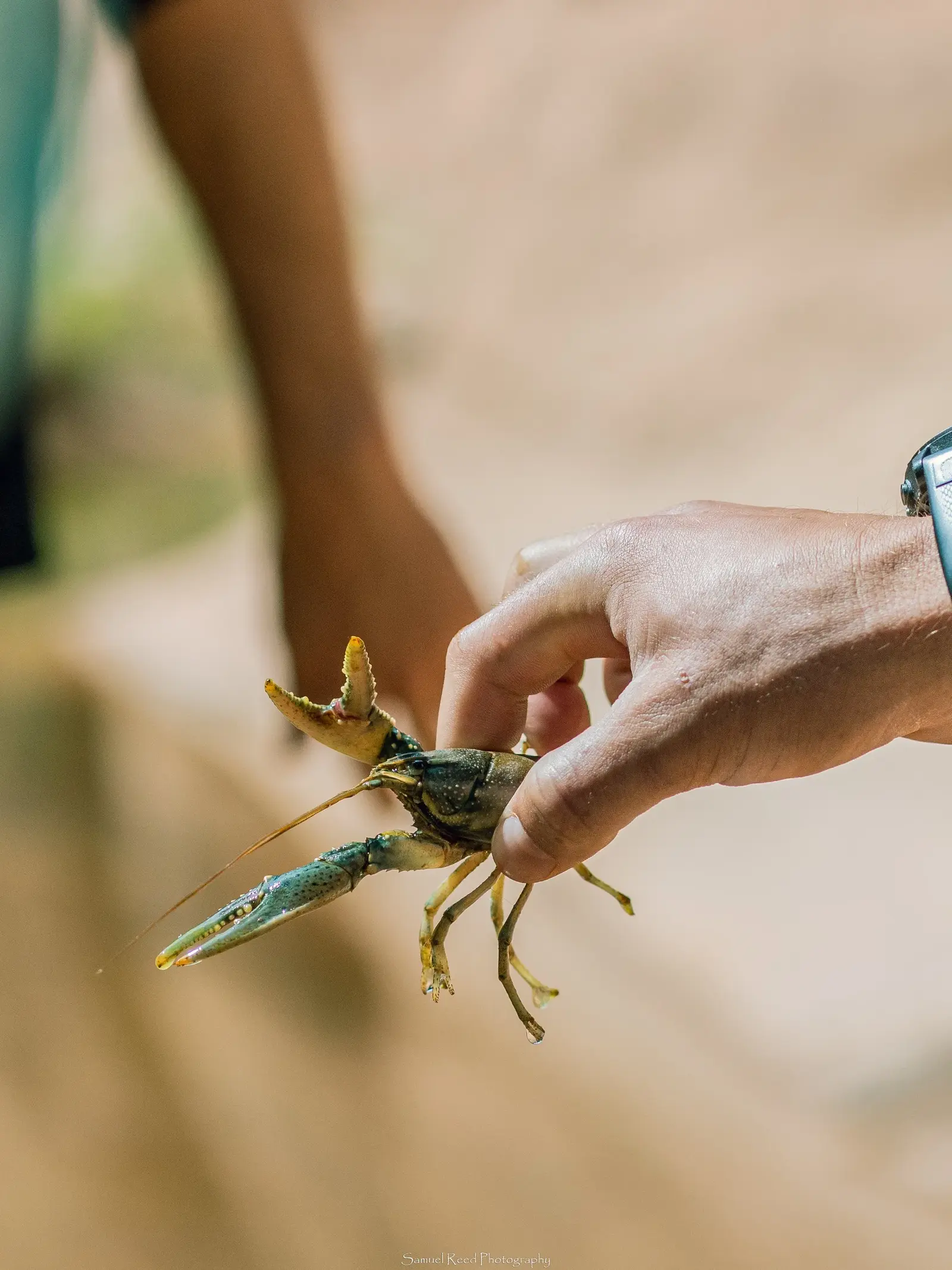 A hand holding a lobster or crayfish with an outstretched claw, against a blurred background.
