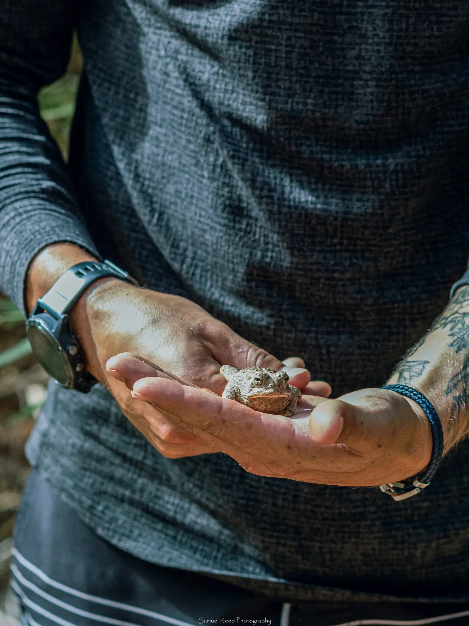 Person holding a small frog in their hand, wearing a watch and bracelets, in a natural outdoor setting.
