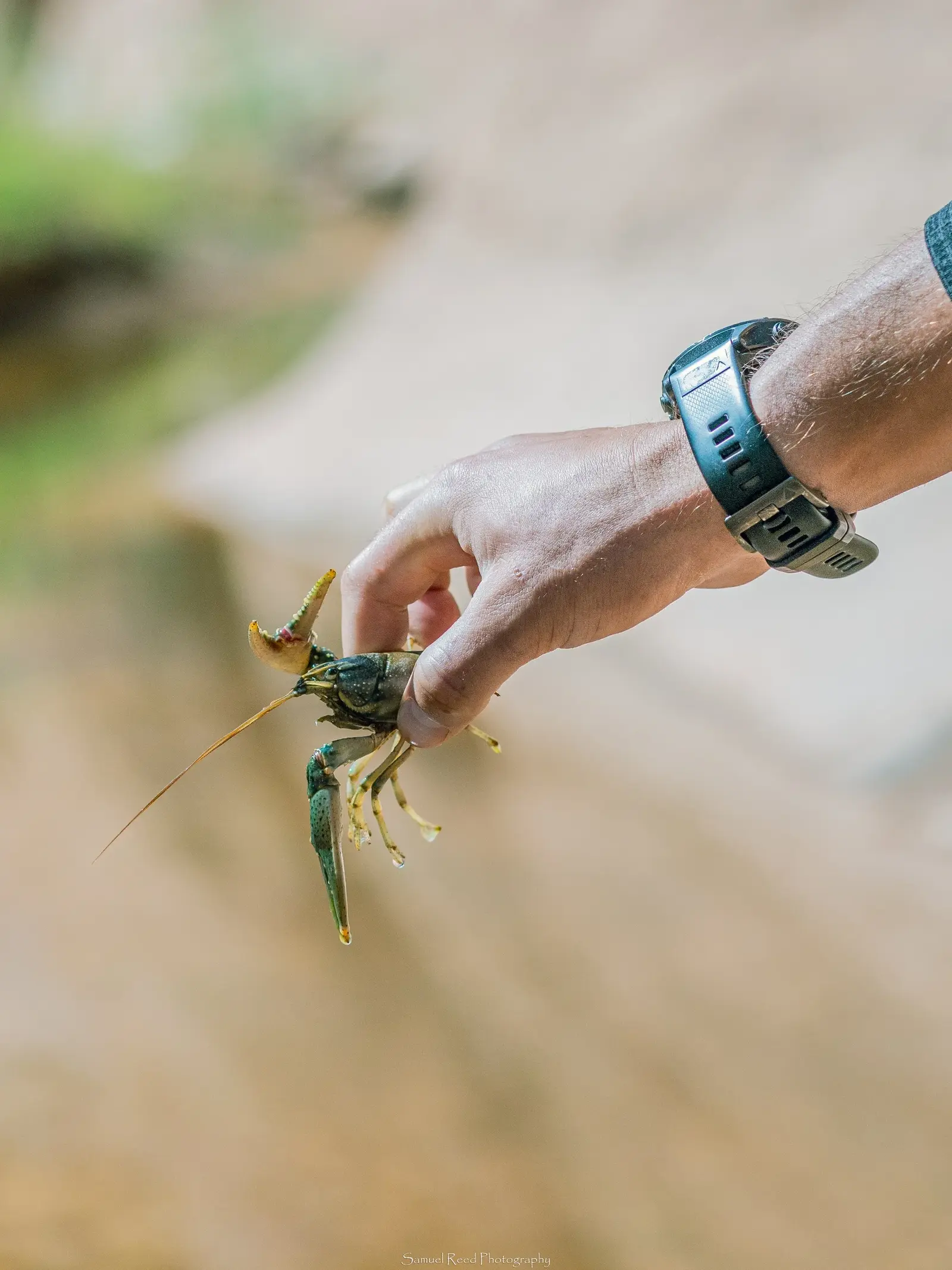 A person's hand holding a large crayfish outdoors, with a blurred natural background.