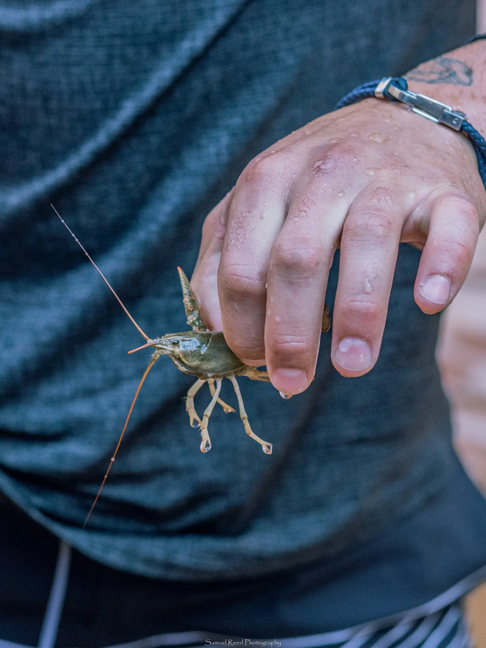 A person's hand holding a small live lobster with water droplets on the skin, wearing a blue bracelet and dark clothing.